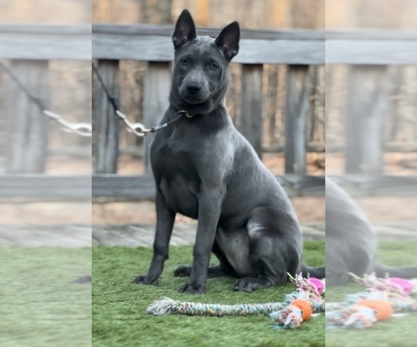 Medium Photo #18  Breeder Profile in POTSDAM, NY, USA