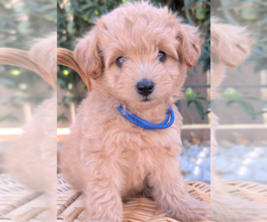 Pom-A-Poo Dog Breeder near SACRAMENTO, CA, USA