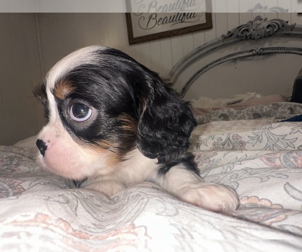 Medium Photo #3  Breeder Profile in WAXAHACHIE, TX, USA