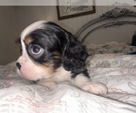 Small Photo #3  Breeder Profile in WAXAHACHIE, TX, USA