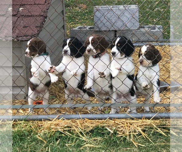 Medium Photo #1  Breeder Profile in PILLAGER, MN, USA
