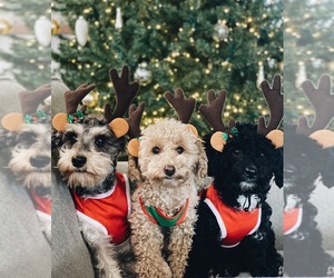 Poodle (Miniature) Dog Breeder near BRYANT, AL, USA