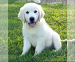 Small breeder photo