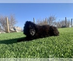 Small #186 Breeder Profile image