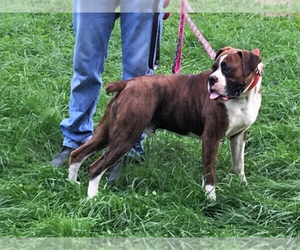 Medium Photo #1  Breeder Profile in TAZEWELL, VA, USA