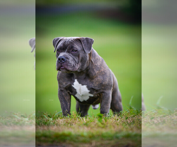 Medium Photo #5  Breeder Profile in LAWRENCEVILLE, GA, USA