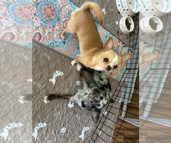 Medium Photo #1  Breeder Profile in HUFFMAN, TX, USA