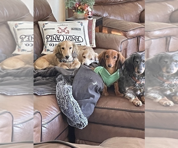 Medium Photo #12  Breeder Profile in LANEXA, VA, USA