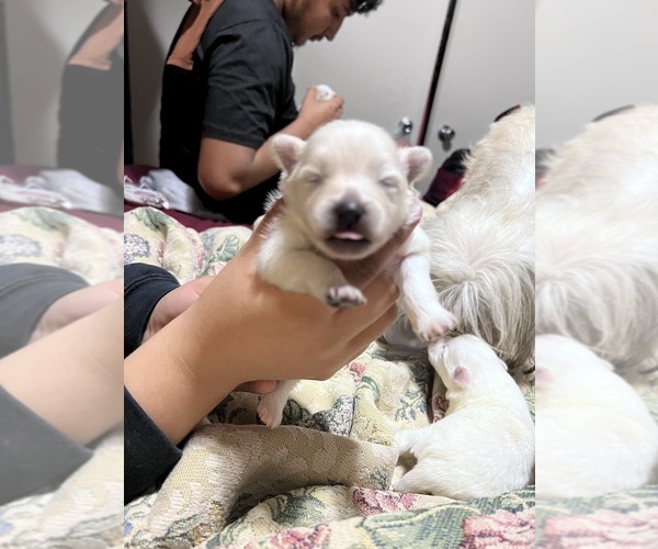 Medium Photo #1  Breeder Profile in OKLAHOMA CITY, OK, USA