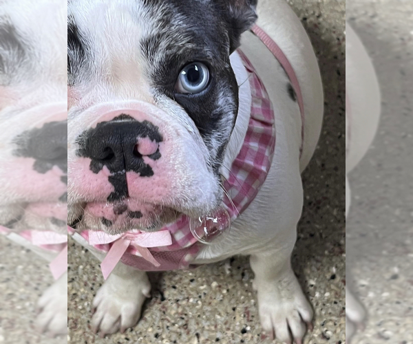 Medium Photo #1  Breeder Profile in MANSFIELD, TX, USA