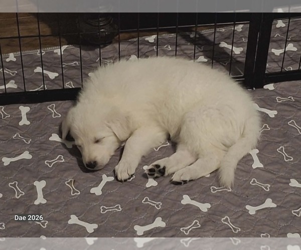 Medium Photo #3  Breeder Profile in FREMONT, NC, USA