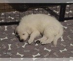Small #2 Breeder Profile image