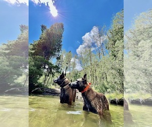 Belgian Malinois Dog Breeder near FRAZIER PARK, CA, USA