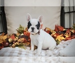 Small Photo #1  Breeder Profile in LIBERTY, KY, USA