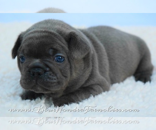 Medium Photo #1  Breeder Profile in LOXAHATCHEE, FL, USA