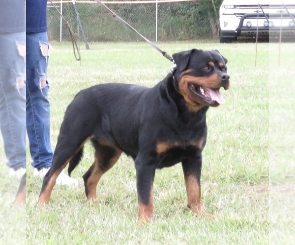 Medium Photo #92  Breeder Profile in OAK GLEN, CA, USA