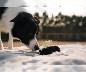 Medium Breeder Profile Photo