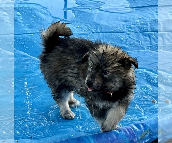Medium Photo #1  Breeder Profile in ROYSE CITY, TX, USA