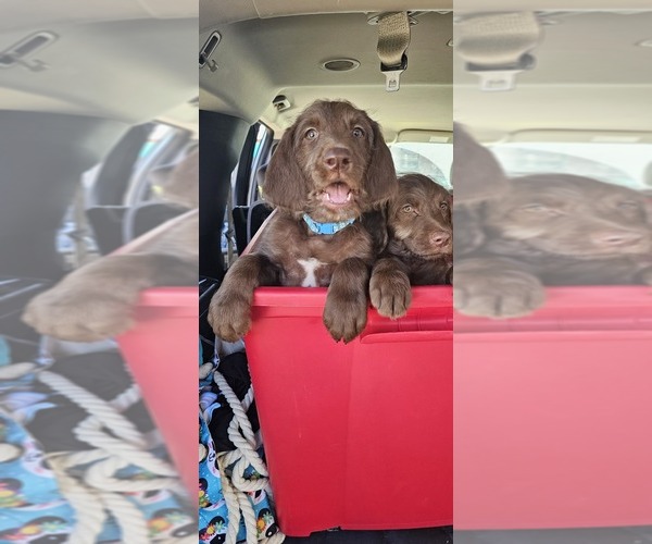 Medium Photo #18  Breeder Profile in SAN ANTONIO, TX, USA