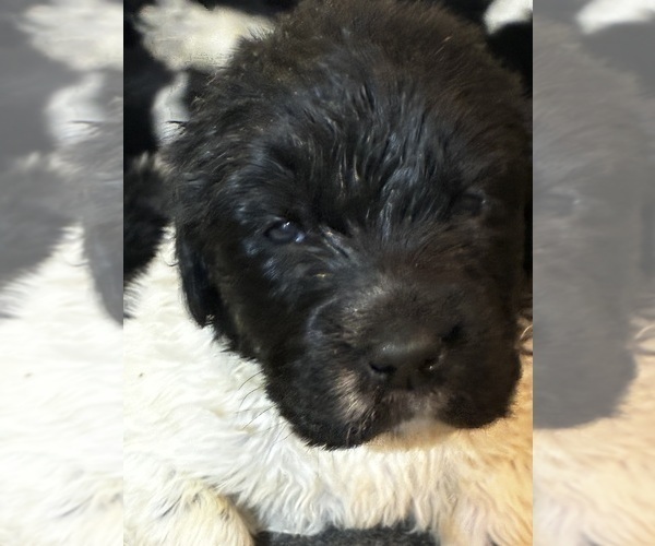 Medium Photo #4  Breeder Profile in SAXTONS RIVER, VT, USA