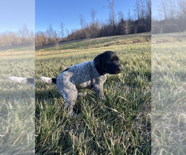 Medium Photo #8  Breeder Profile in ATHENS, TN, USA