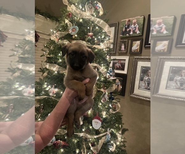 Medium Photo #14  Breeder Profile in ATHENS, AL, USA