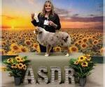 Small Photo #9  Breeder Profile in GEORGETOWN, TX, USA