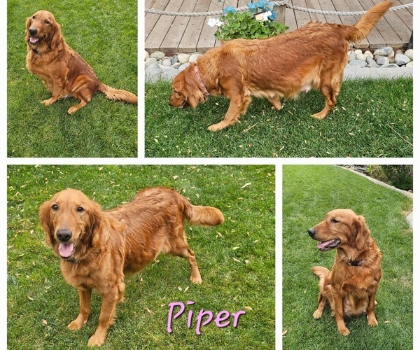 Medium Photo #3  Breeder Profile in CHICO, CA, USA