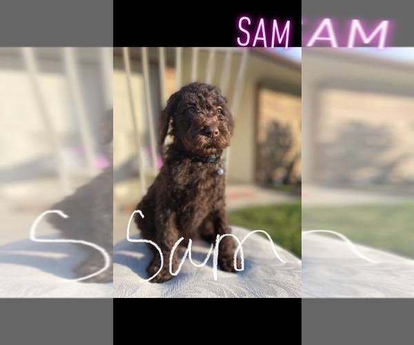 Medium Photo #1  Breeder Profile in KILLEEN, TX, USA