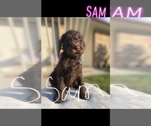 Poodle (Standard) Dog Breeder near KILLEEN, TX, USA