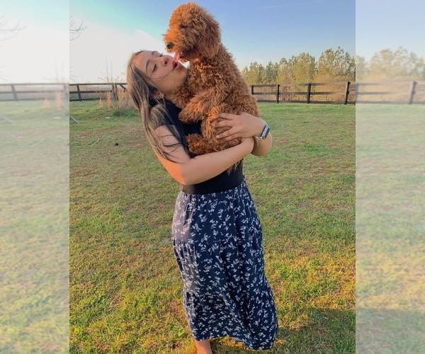 Medium Photo #1  Breeder Profile in DAHLONEGA, GA, USA