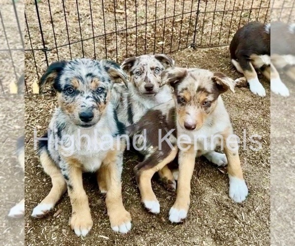 Medium Photo #29  Breeder Profile in CAMAS, WA, USA