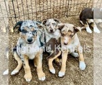 Small #28 Breeder Profile image
