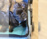 Small #34 Breeder Profile image