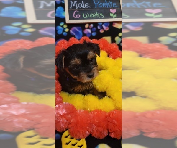 Medium Photo #200  Breeder Profile in AKRON, OH, USA