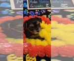 Small #199 Breeder Profile image