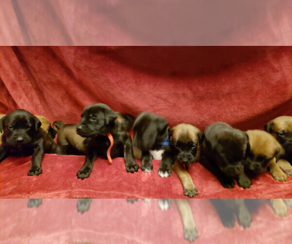 Medium Photo #1  Breeder Profile in ANTELOPE, CA, USA