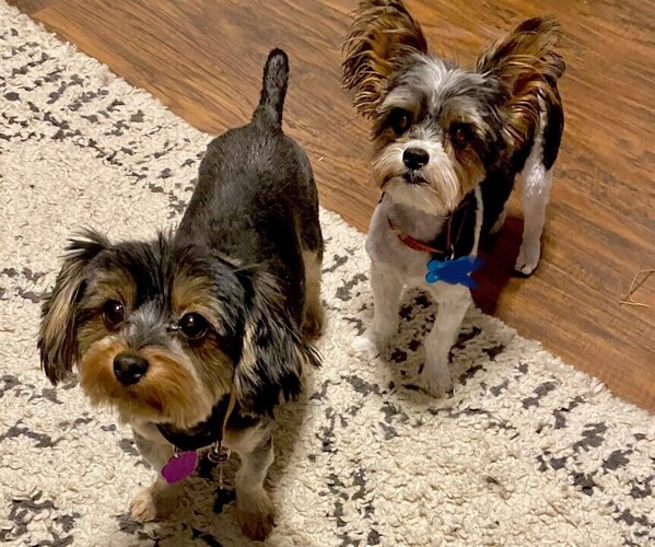 Medium Photo #1  Breeder Profile in ALVARADO, TX, USA