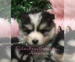Small #13 Breeder Profile image