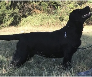 Main photo of Labrador Retriever Dog Breeder near BONNERDALE, AR, USA