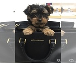 Small breeder photo