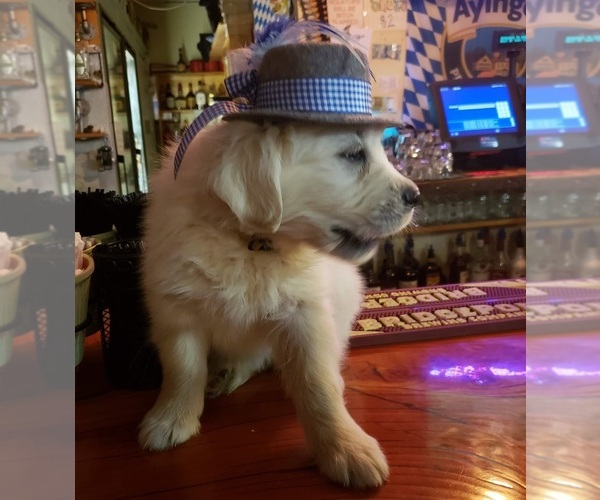 Medium Photo #1  Breeder Profile in KINGMAN, AZ, USA