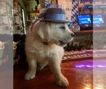 Small breeder photo