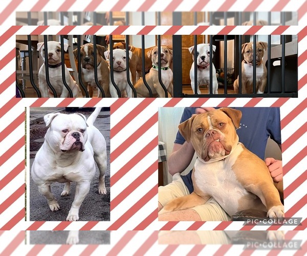 Medium Photo #1  Breeder Profile in BROOKFIELD, MO, USA