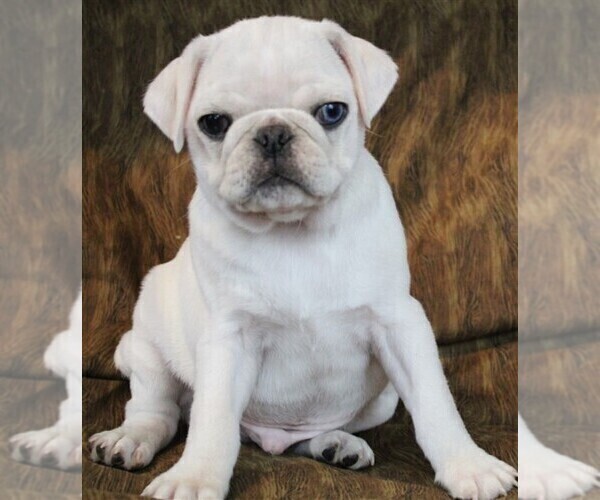Medium Photo #11  Breeder Profile in SALINA, KS, USA