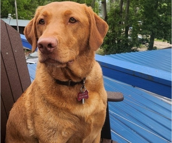 Medium Photo #36  Breeder Profile in BUFFALO, NY, USA