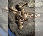 Small breeder photo