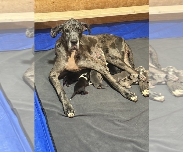 Medium Photo #2  Breeder Profile in RANSOMVILLE, NY, USA
