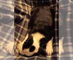 Small #12 Breeder Profile image