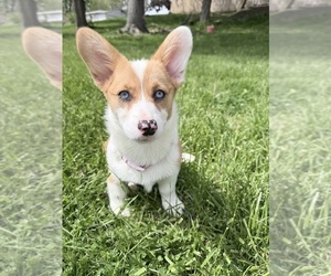 American Corgi Dog Breeder near MOUNT GILEAD, OH, USA